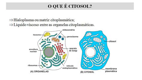 Citosol Biologia Celular