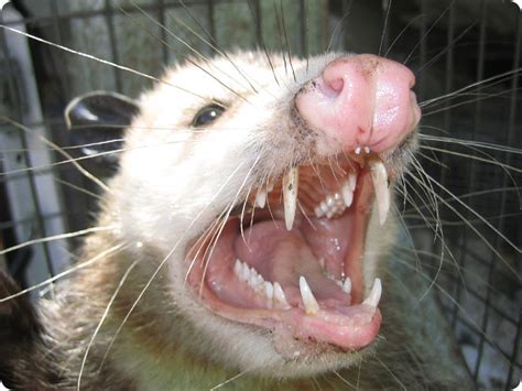 Opossum Teeth Threat Display