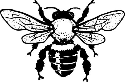 Honey Bee Clip Art Free Vector In Open Office Drawing Svg