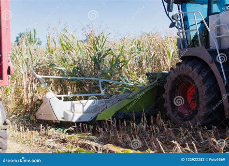 Corn Harvest Corn Forage Harvester In Action Harvest Truck With