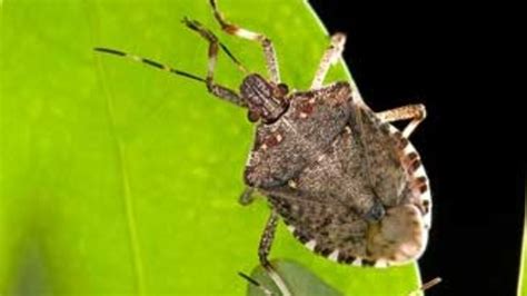 Brown Marmorated Stink Bug Ag Information Network Of The West