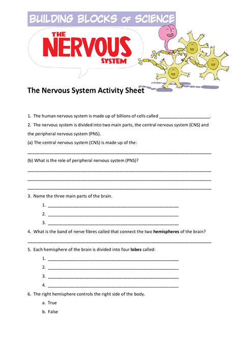The Nervous System Worksheet Answers Docsity