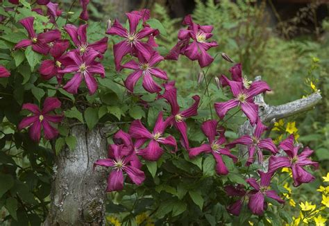 Limp, wilted clematis vine with unopened flower buds; What Plant Owners Need to Know About Clematis Wilt ...