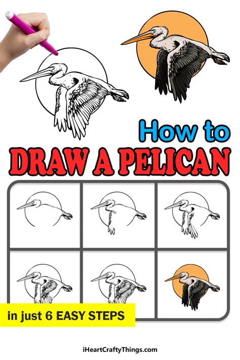 Pelican Drawing How To Draw A Pelican Step By Step