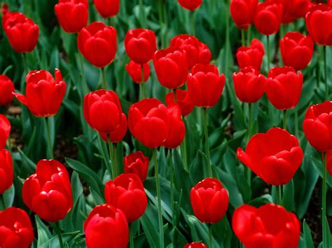 Flowers For Flower Lovers Red Tulips Desktop Wallpapers