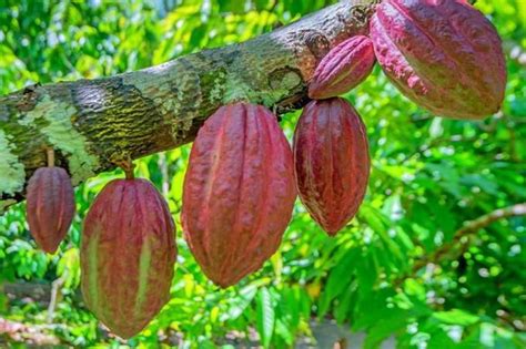 High Hopes For Cocoa Farmers In Africa As Afdb Plans Big For Producing