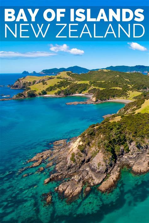 Swimming With Dolphins In The Bay Of Islands Artofit