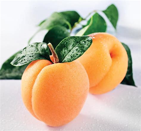 Apricot Pictures Part 2