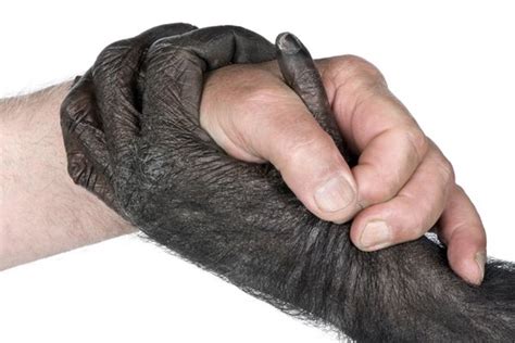 Chimps Vs Humans How Are We Different Live Science