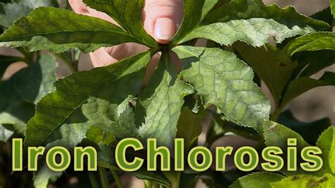 Iron Chlorosis Garden Notes Youtube