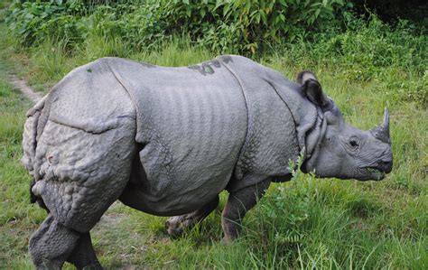 Fileone Horned Rhino Wikipedia