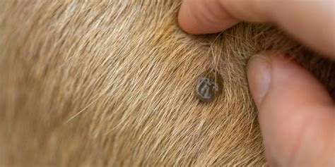 What Do Ticks Look Like On Dogs