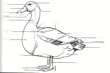 Cc H Poultry Parts Of A Duck Diagram Quizlet