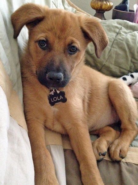 German Shepherd Yellow Lab Mix Puppies For Sale Pets Lovers