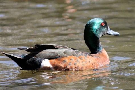 Chestnut Teal Duck By Peter Styring Teal Duck Dabbling Duck Animals