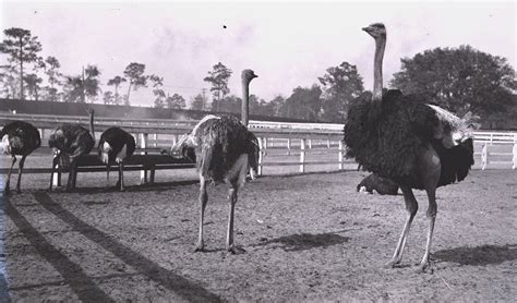 Tuesday History Ostriches Arrive In Asheville 1902 Mountain Xpress