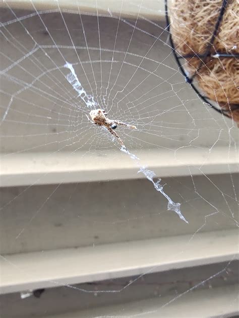 Unidentified spider in Rio Linda , California United States