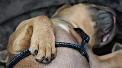 ¿cómo Tratar Los Callos En Las Patas De Tu Perro Animales Leales