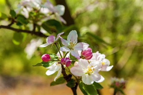 Apple Blossom In Spring Stock Photo Image Of Color 195845054