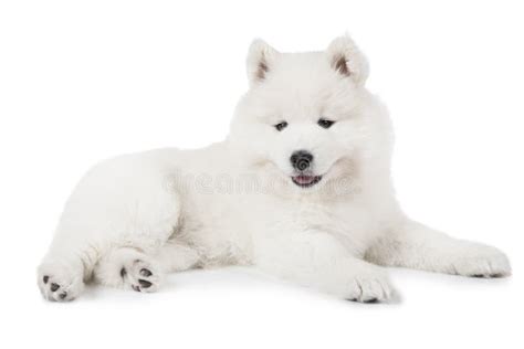 Samoyed Puppy Lying Over White Stock Photos Free And Royalty Free Stock