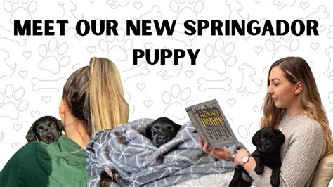 Bringing Our New Puppy Home Meet Our New Springador Puppy Youtube