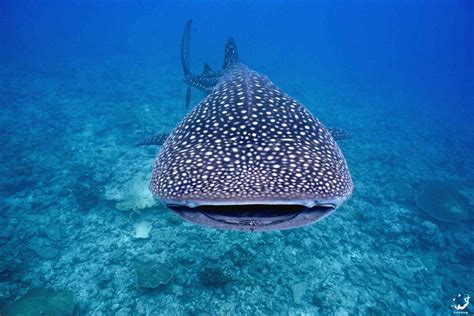 Whale Sharks Gather At A Few Specific Locations Around The World Now
