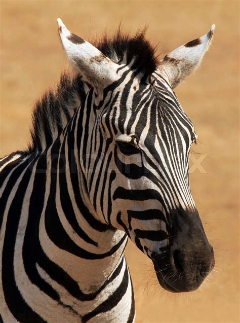 Zebra Portrait Stock Image Colourbox