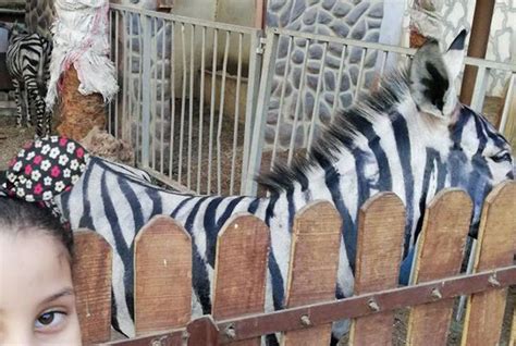 Donkeys Painted With Black Stripes To Look Like Zebras At Egyptian Zoo