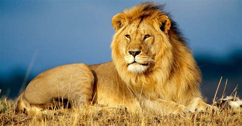 African Lion Facts About The King Of The Jungle Safari Avventura
