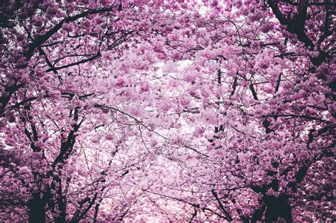 30 Spring Quiz Questions And Answers Bloom We Love Quizzes
