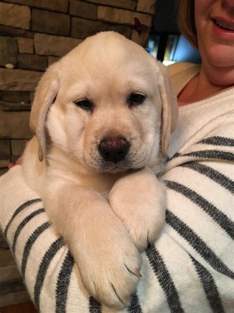 Labrador Retriever Puppies For Sale Cincinnati Oh 264556