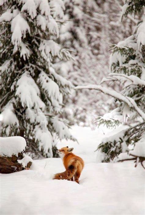 Pin By Марина Фиоре On Animals Winter Scenes Winter Scenery Animals