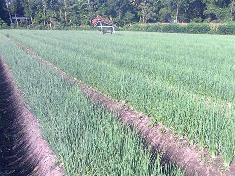 Desa Serading Jadi Sentra Baru Produksi Bawang Merah di Sumbawa