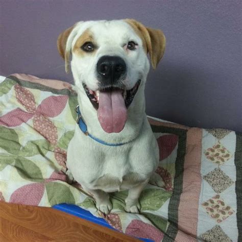 Adopt Tebow Sponsored On Petfinder Dog Pounds Animal Rescue Dog