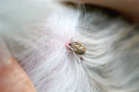 Big Tick On A Dog In Clearing Stock Image Image Of Species Hound