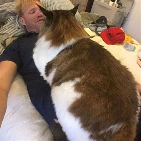 show me pictures of the biggest cat in the world catwalls