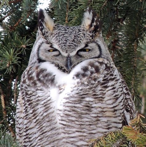 great horned owl male  arctic white  grey coloring flickr