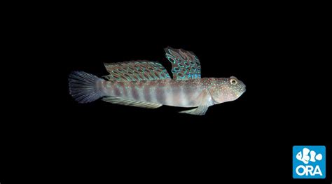 Pink Spotted Watchman Goby Cryptocentrus Leptocephalus Ora Oceans