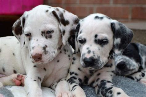 Only guaranteed quality, healthy puppies. Dalmatian Puppies For Sale | New York, NY #236444