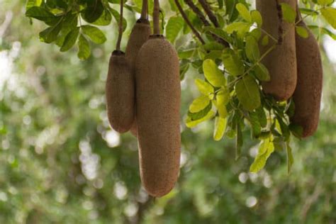 What Is A Sausage Tree Facts About Fruit Benefits And More