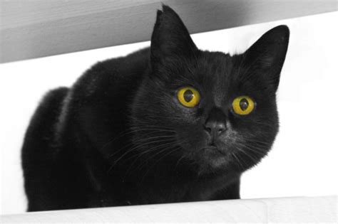 Black Cat Free Stock Photo Public Domain Pictures
