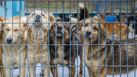 El 32 De Los Perros Abandonados Poco Atractivos Mueren En Los