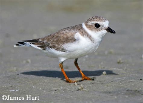 Piping Plover Charadrius Melodius Images And Information