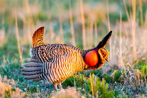 Quick Facts About The Truly Amazing Greater Prairie Chicken
