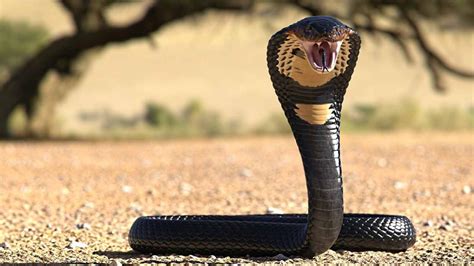 The Most Terrifying Snakes In The World Ncert Point