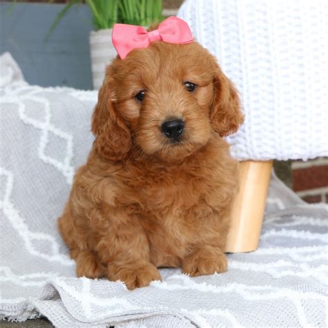 Same day delivery, accepting deposits, money back guarantee available now. F1 MINI GOLDENDOODLE | FEMALE | ID:8410-LUM - Central Park Puppies