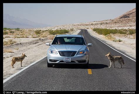 Picturephoto Habituated Coyotes Standing On Road Next To Car Death