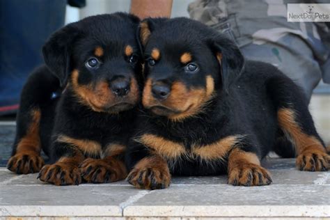 Here are some from nearby areas. Rottweiler Puppies Wallpaper - WallpaperSafari