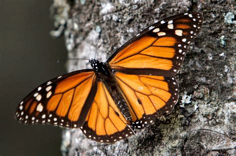 Migration Of Monarch Butterflies Shrinks Again Under Inhospitable