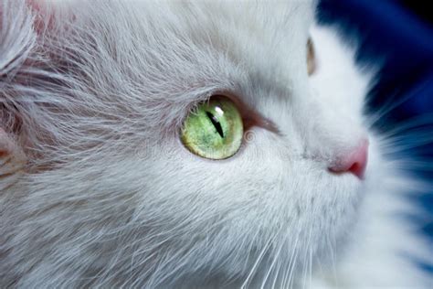 White Cat With Green Eyes Stock Image Image Of Curious 13759313